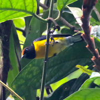 Tawny-capped Euphonia